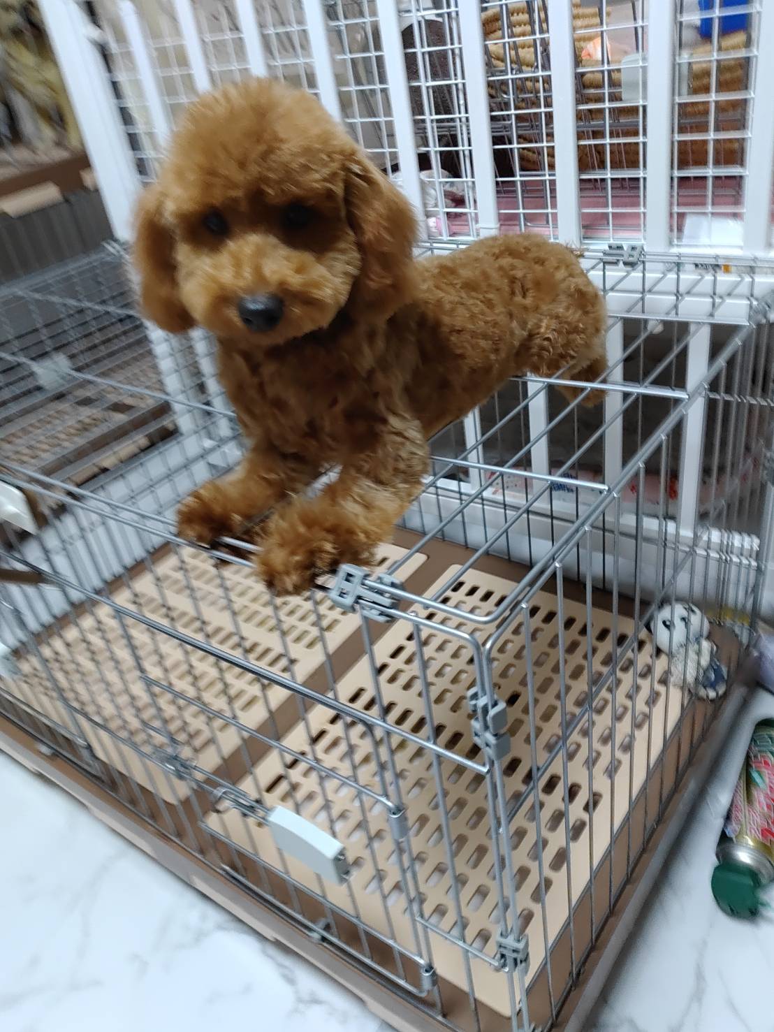 プードル（レッド）生後まもなくの写真