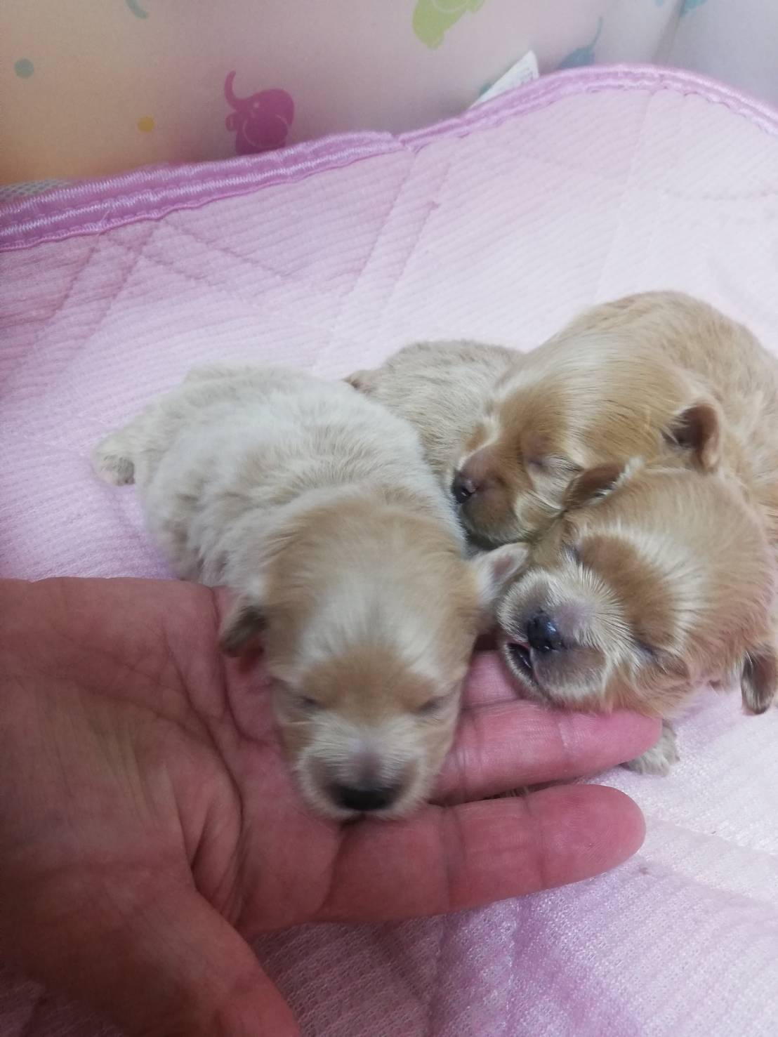 プードル（クリーム）生まれた日の写真