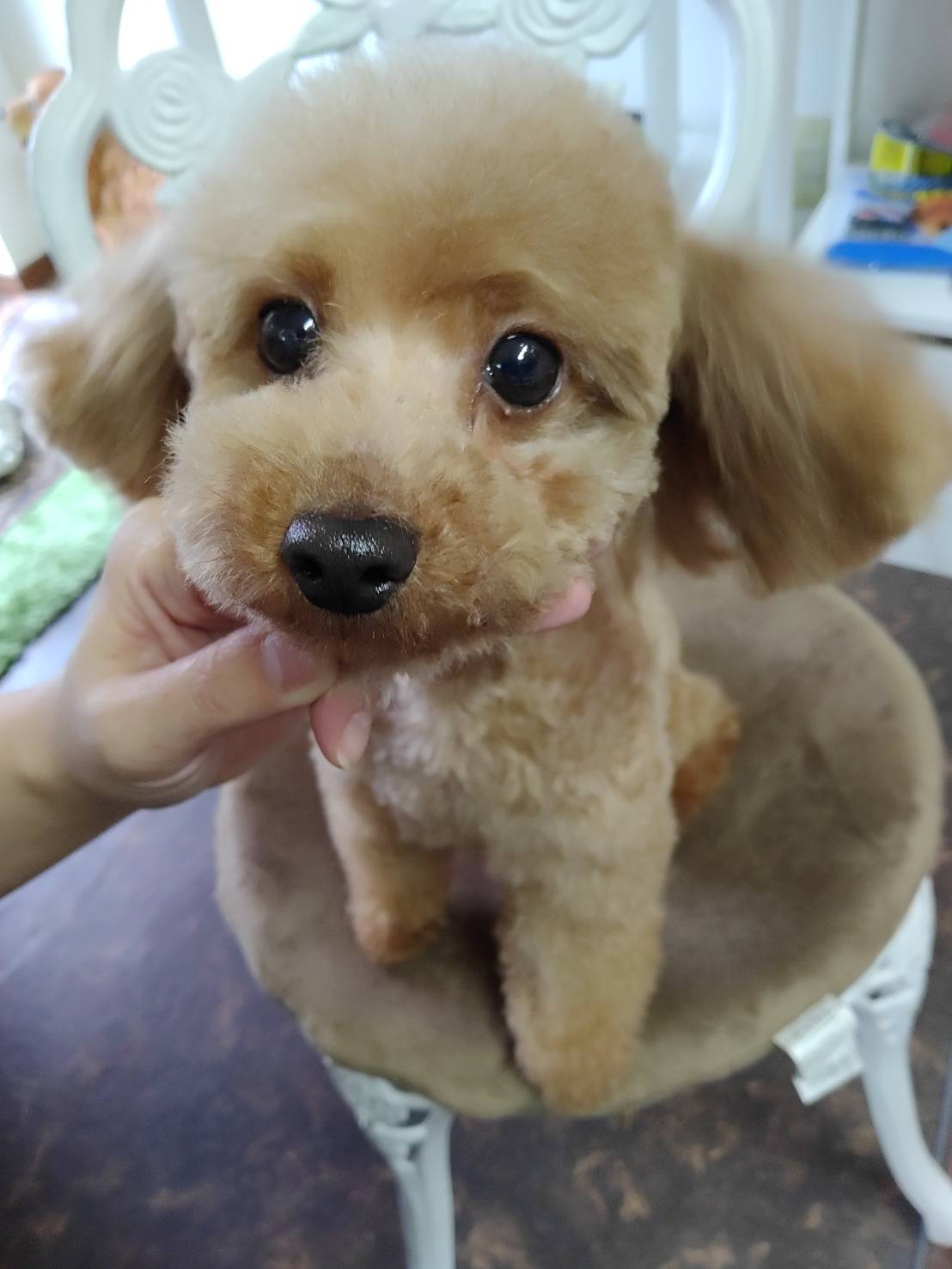 子犬達のママ