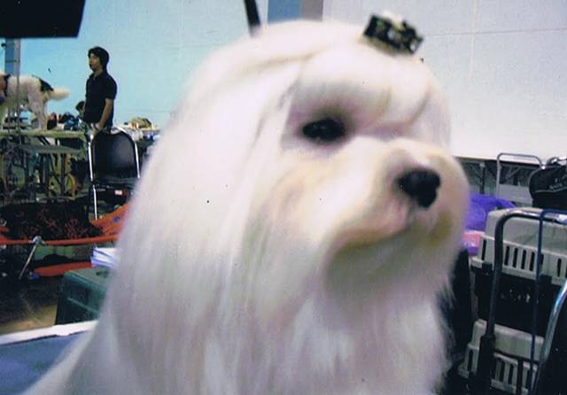 子犬達のパパ